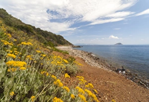 Livorno Province Prints: Wild flowers at Sansone Beach, Portoferraio, Elba Island, Livorno Province, Tuscany