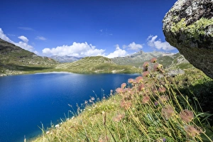 Maloja Prints: Wild flowers on the shore of alpine lake, Leg Grevasalvas, Julierpass, Maloja, Engadine