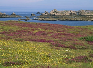 Ushant Prints: Wild flowers on the shore and the rocky coast of the Ile d Ouessant