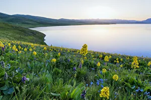 Wild flowers, Song Kol Lake, Naryn province, Kyrgyzstan, Central Asia, Asia