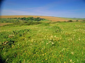 Spring Time Prints: Wild flowers on the South Downs, East Dean, near Eastbourne, East Sussex