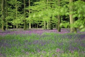Wood Land Prints: Wild flowers in spring, 100 Acres, Forest of Bere, Hampshire, England, United Kingdom