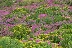 Cape Province Prints: Wild flowers in spring, Cape Peninsula, South Africa, Africa