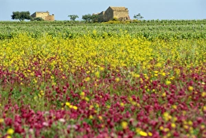 Marsala Prints: Wild flowers in the spring in the Marsala hills on