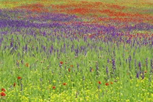 Botanical Collection: Wild flowers in a spring meadow near Valdepenas