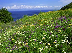 Wild flowers in spring in Zingaro Nature Reserve, Sicily, Italy, Mediterranean, Europe Wild flowers in spring in Zingaro Nature Reserve, Sicily, Italy, Mediterranean, Europe