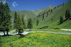 Xinjiang Prints: Wild flowers below the Tien Shan mountains in Xinjiang Province, China, Asia