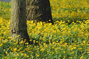 Wild flowers under trees by the roadside, Hayling Island, Hampshire, England, UK