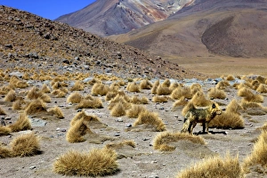 Laguna Canapa Prints: Wild fox near the shore of the Laguna Canapa, Southwest Highlands, Bolivia, South America