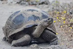 Isabela Island Prints: Wild Galapagos giant tortoise (Chelonoidis nigra) in Urbina Bay