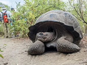 Urbina Bay Prints: Wild Galapagos giant tortoise (Chelonoidis spp)