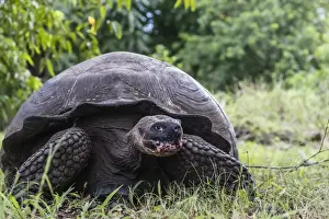 Wild Galapagos giant tortoise (Geochelone elephantopus), Santa Cruz Island, Galapagos