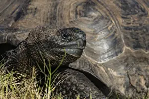 Wild Galapagos giant tortoise (Geochelone elephantopus), in Urbina Bay, Isabela Island