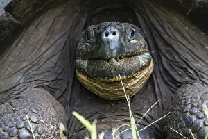 Wild Galapagos giant tortoise (Geochelone elephantopus), face detail, Santa Cruz Island