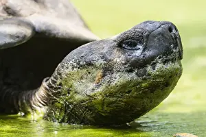 Wild Galapagos giant tortoise (Geochelone elephantopus) in mud pit on Santa Cruz Island