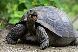 Animal Kingdom Prints: Wild Galapagos giant tortoise (Geochelone elephantopus) at Urbina Bay