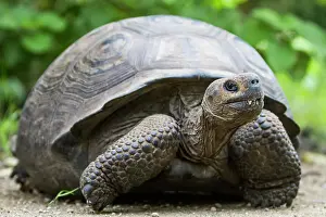 Serene Environment Prints: Wild Galapagos giant tortoise (Geochelone elephantopus) at Urbina Bay