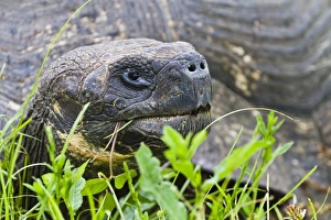 Wild Galapagos tortoise (Geochelone elephantopus), Santa Cruz Island, Galapagos Islands, UNESCO World Heritage Site, Ecuador, South America