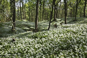 Uncultivated Prints: Wild garlic in deciduous woodland, near Chipping Campden, Cotswolds, Gloucestershire