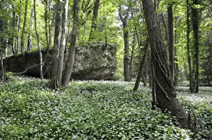 Liliaceae Prints: Wild garlic (ramsons) (Allium ursinum) carpeting woodland floor around limestone outcrop