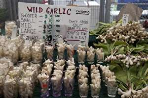 Stalls Prints: Wild garlic for sale, Ottawa, Ontario, Canada, North America