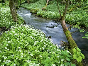 Abundance Prints: Wild garlic, on the way to Janets Foss, Malham, Yorkshire Dales National Park, Yorkshire