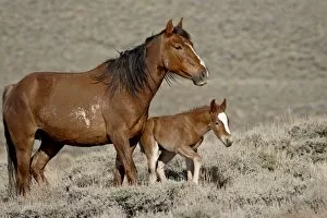Images Dated 9th February 2009: Wild horse (Equus Caballus) mare and foal, Green River, Wyoming, United States of America