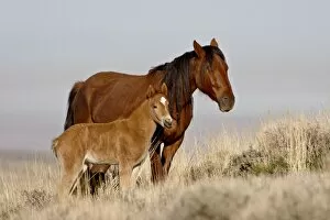 Images Dated 8th February 2009: Wild horse (Equus Caballus) mare and foal, Green River, Wyoming, United States of America