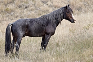 North Dakota Prints: Wild horse (Equus Caballus) stallion