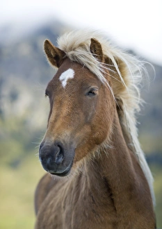 Mane Prints: Wild horse, Iceland, Polar Regions