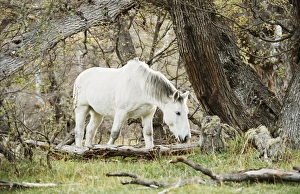 El Calafate Prints: Wild horses, El Calafate, Patagonia, Argentina, South America