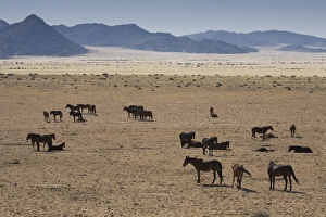 Wild Horse Prints: Wild horses, near Aus, Namib Desert, Namibia, Africa
