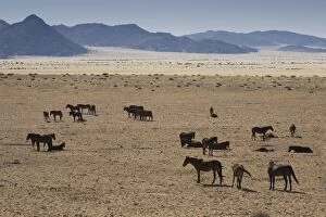 Images Dated 12th June 2008: Wild horses, near Aus, Namib Desert, Namibia, Africa