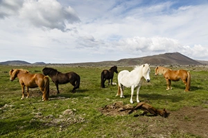 Plain Prints: Wild horses, Reykjanes Peninsula, Iceland, Polar Regions