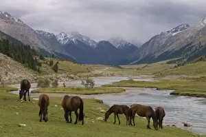Images Dated 3rd September 2009: Wild horses at river, Karkakol, Kyrgyzstan, Central Asia