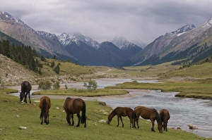Images Dated 3rd September 2009: Wild horses at river, Karkakol, Kyrgyzstan, Central Asia