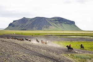 South Iceland Prints: Wild horses running, South Iceland, Iceland, Polar Regions