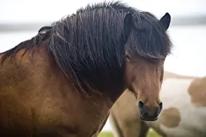 Mane Prints: Wild Horses, South Iceland, Iceland, Polar Regions