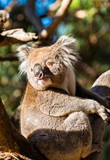South Australia Prints: Wild Koala in the trees on Kangaroo Island. South Australia, Australia, Pacific