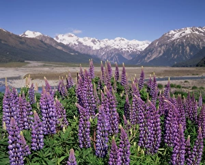 Tekapo Prints: Wild lupin flowers (Lupinus) with Birdwood Mountains behind