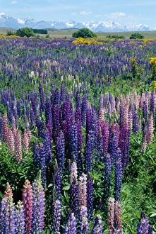 Wild lupins