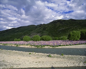 Lupins Prints: Wild lupins growing in river valley, Lindis Valley, Lindis Pass Highway No
