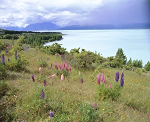 Wild lupins beside Lake Pukaki