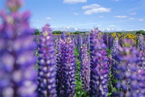 Mount Cook Prints: Wild lupins in the Mt Cook National Park