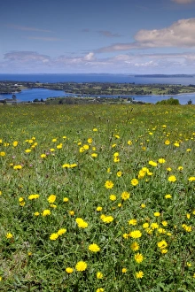 Asteraceae Prints: Wild meadowlands on Chiloe Island, Patagonia, Chile, South America