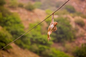 Expertise Prints: Wild monkey hanging out, Jaipur, Rajasthan, India, Asia