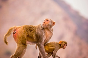 Jaipur Prints: Wild monkeys, Jaipur, Rajasthan, India, Asia