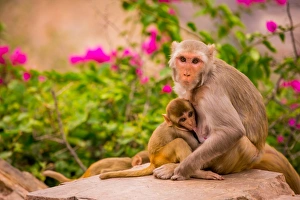 Wild monkeys, Jaipur, Rajasthan, India, Asia