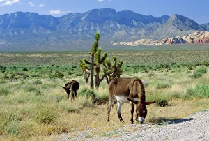 Wilderness Gallery: Wild mules