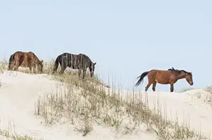 Wild mustangs (banker horses) (Equus ferus caballus) in Currituck National Wildlife Refuge